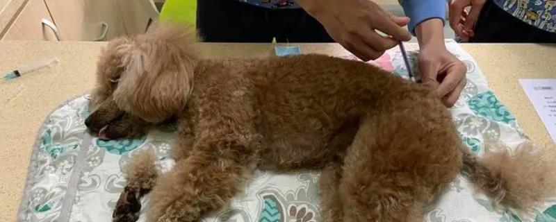 法首先需要给狗狗进行全身麻醉pg电子模拟器给狗狗洗牙的方