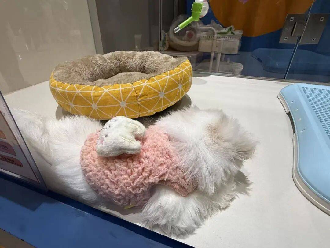 单！毛孩子也有新年三件套pg电子免费模拟器游戏爆(图3)