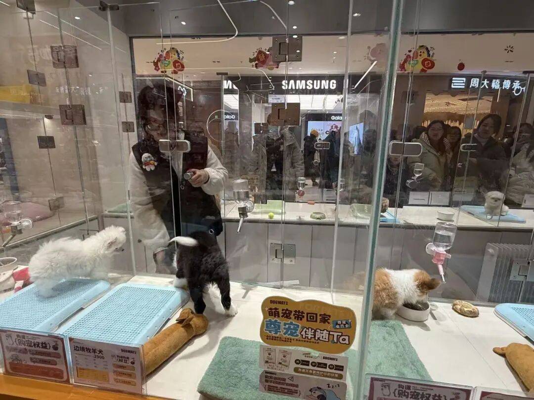 单！毛孩子也有新年三件套pg电子免费模拟器游戏爆(图8)